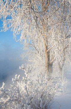 Kış manzarası. Frost Frost'un ağaçlar üzerinde. Aşırı soğuk. hoarfrost. donmuş su buharı, kurulmuş bir grimsi-beyaz kristal depozito temizleyin hala bitki örtüsü hava