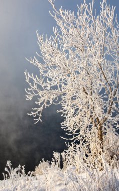 Kış manzarası. Ağaçlar ve çalılar ile hoarfrost. Sis yüzen nehir su. soğuk sezon. donmuş su buharı, kurulmuş bir grimsi-beyaz kristal depozito temizleyin hala bitki örtüsü hava