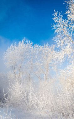 Kış manzarası. Frost Frost'un ağaçlar üzerinde. Su buharlaşma sis. Mavi gökyüzü. Güneşli bir gün. Opak hava su buharı, güneşin parlak ışık dolu ile doymuş