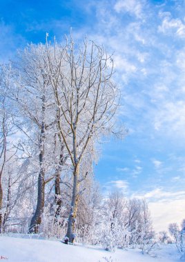 Kış manzarası. Frost Frost'un ağaçlar üzerinde. Su buharlaşma sis. Mavi gökyüzü. Güneşli bir gün. Opak hava su buharı, güneşin parlak ışık dolu ile doymuş