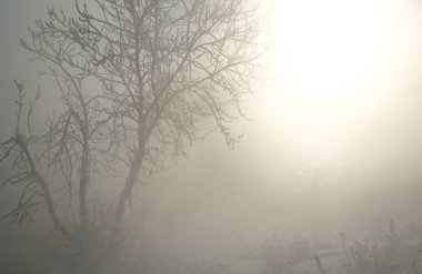 nehir sis frost Inter. Yılın en soğuk zaman. Sürekli su akışı önemli boyutta. Opak hava su buharı ile doymuş. Beyaz Don. hoarfrost. in Rime'ı