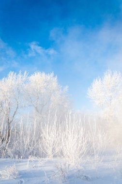 Kış manzarası. Frost Frost'un ağaçlar üzerinde. Su buharlaşma sis. Mavi gökyüzü. Güneşli bir gün. Opak hava su buharı, güneşin parlak ışık dolu ile doymuş
