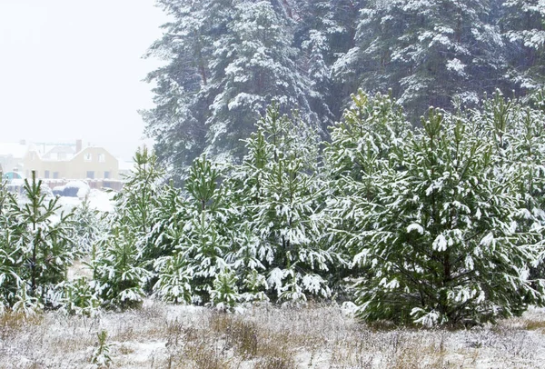 Winter jonge dennen. winterlandschap op een zonnige dag. Bomen cover — Stockfoto