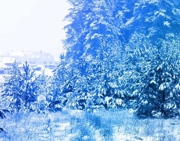 Vinterlandskap. Frost frost på träden. Extrem kyla. hoarfr — Stockfoto