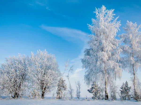 Gelo invernale gelo alberi di neve. Il periodo più freddo dell'anno, str — Foto Stock