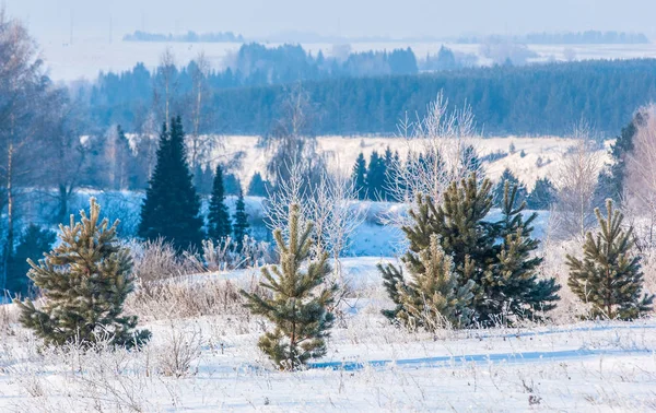 Pinos jóvenes de invierno. paisaje de invierno en un día soleado. Cubierta de árboles — Foto de Stock