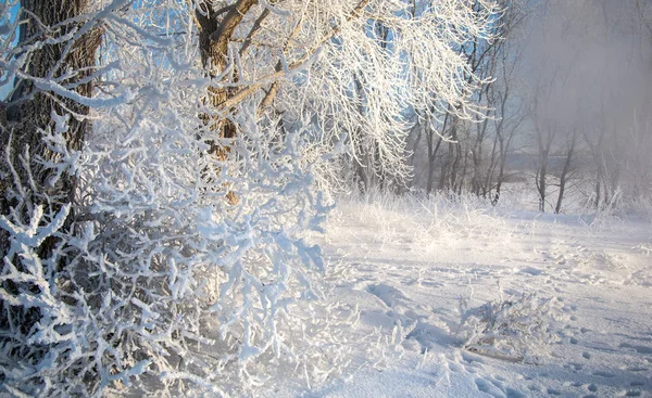 Winter landscape. Frost frost on the trees. Extreme cold. hoarfr — Stock Photo, Image