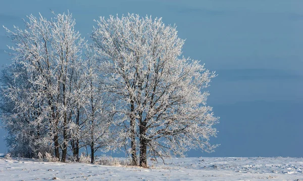 Paesaggio invernale. Gelo gelo sugli alberi. Freddo estremo. hoarfr — Foto Stock