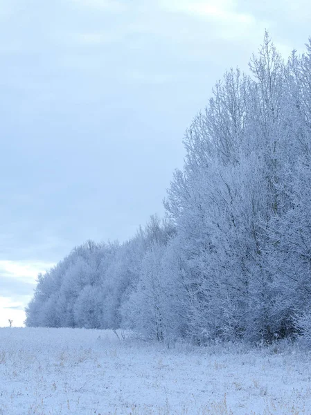 Gelo invernale gelo alberi di neve. Il periodo più freddo dell'anno, str — Foto Stock