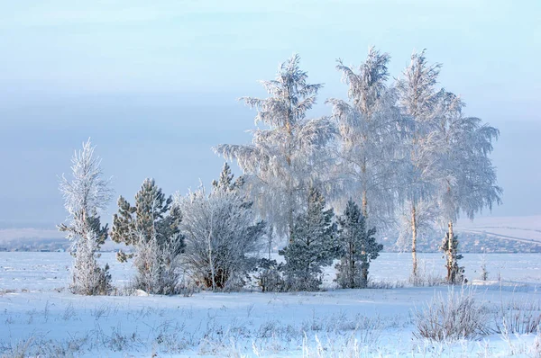 Paesaggio invernale. Gelo gelo sugli alberi. Freddo estremo. hoarfr — Foto Stock