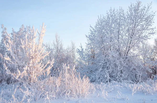 Paesaggio invernale. Il sole splende nella macchina fotografica. gli alberi — Foto Stock