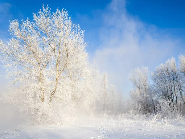 Χειμώνας στην όχθη του ποταμού. Δέντρα σε παγετός. μπλε του ουρανού. μπλε wat — Φωτογραφία Αρχείου