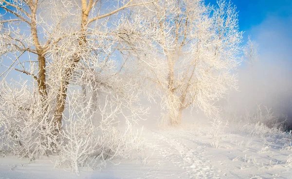 Paisaje invernal. Árboles y arbustos con escarcha. El agua en —  Fotos de Stock