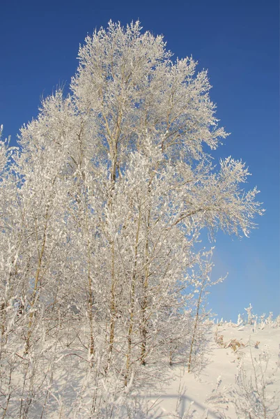冬の風景。木に霜霜。極端な寒さ。hoarfr — ストック写真