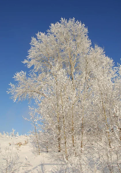 Paisaje invernal. Las heladas en los árboles. Frío extremo. Hoarfr. —  Fotos de Stock