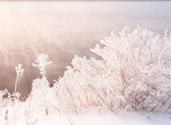 Χειμωνιάτικο τοπίο. Δέντρα και θάμνοι με παγετός. Το νερό στο — Φωτογραφία Αρχείου