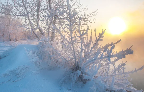 Kış manzarası. Fotoğraf makinesi içinde güneş parlar. ağaçlar — Stok fotoğraf