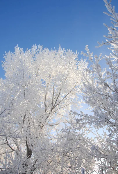 Inverno. Alberi in gelo. cielo blu. Il periodo più freddo dell'anno , — Foto Stock