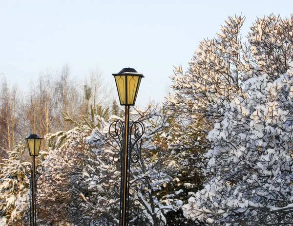 Kış Manzarası Frost Frost Ağaçlar Üzerinde Aşırı Soğuk Hoarfrost Donmuş — Stok fotoğraf