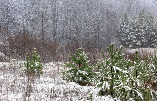 Paisaje Invernal Pinos Jóvenes Nieve Blanca Como Nieve Inmaculadamente Blanco — Foto de Stock