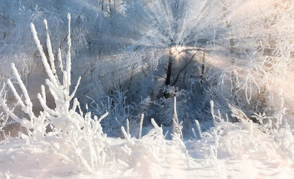 Paisagem Inverno Geada Geada Nas Árvores Frio Extremo Hoarfrost Depósito — Fotografia de Stock