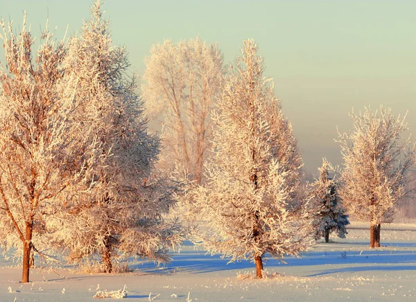 Paisagem Inverno Geada Geada Nas Árvores Frio Extremo Hoarfrost Depósito — Fotografia de Stock