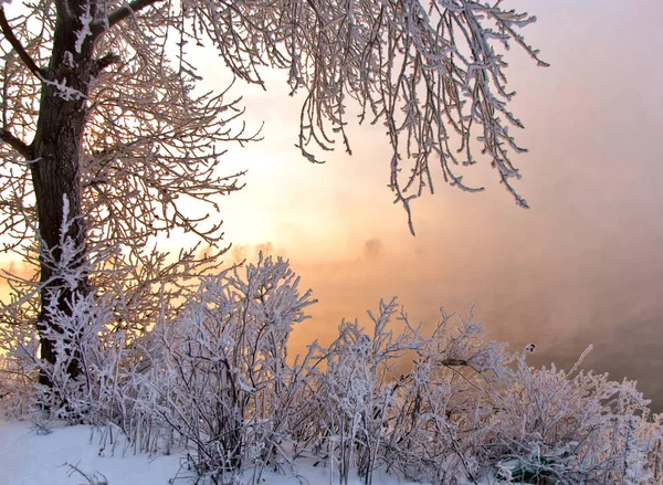 Kış Manzarası Ağaçlar Çalılar Ile Hoarfrost Sis Yüzen Nehir Soğuk — Stok fotoğraf