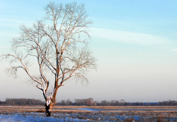 Outono Paisagem Primeira Neve Precipitação Forma Flocos Brancos Representa Cristais — Fotografia de Stock