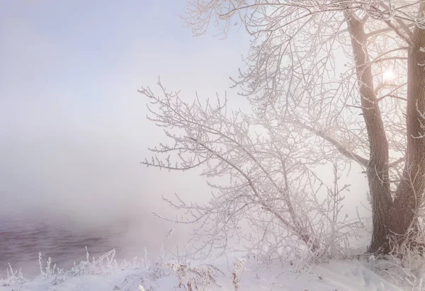 冬季景观 树木和灌木与白霜 水在河里漂浮雾 寒冷的季节 浅灰色白色结晶沉积的冷冻水汽形成仍然对植被晴天 — 图库照片