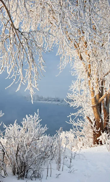 Kış Manzarası Ağaçlar Çalılar Ile Hoarfrost Sis Yüzen Nehir Soğuk — Stok fotoğraf