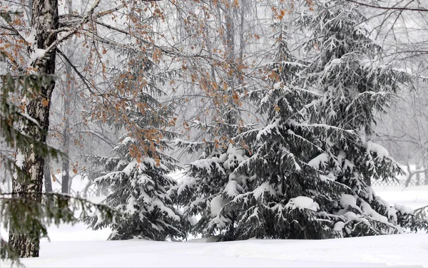 冬季景观 霜霜在树上 雾蒸发的水 蓝蓝的天空 阳光灿烂的日子 不透明的空气饱和水蒸气 充满阳光的明亮的光 — 图库照片