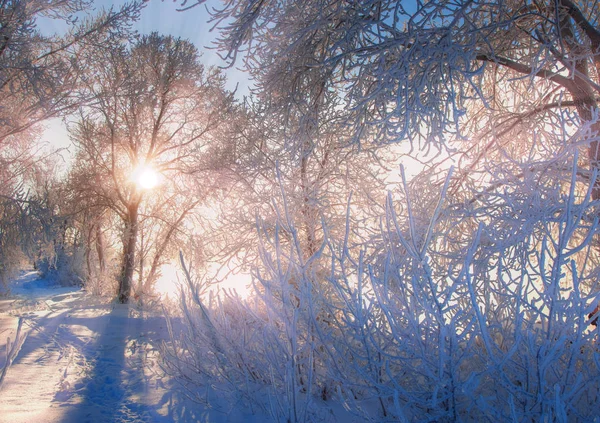 Paesaggio invernale. Il sole splende nella macchina fotografica. gli alberi — Foto Stock