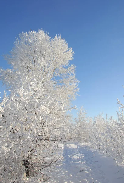 Paisagem Inverno Geada Geada Nas Árvores Névoa Evaporação Água Céu — Fotografia de Stock