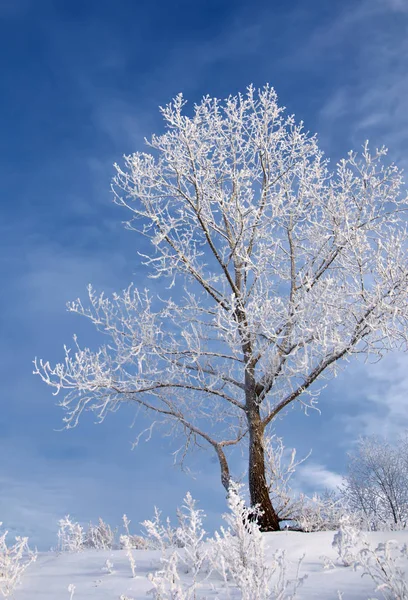 Χειμωνιάτικο Τοπίο Χειμώνας Είναι Πολύ Κρύος Δέντρα Που Καλύπτονται Τον — Φωτογραφία Αρχείου