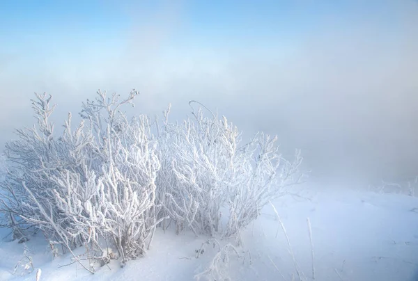 Winterlandschap Bomen Struiken Met Rijm Het Water Rivier Drijvende Mist — Stockfoto