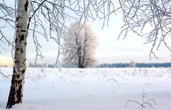 Zimní Krajina Mráz Mráz Stromech Mlha Odpařování Vody Modrá Obloha — Stock fotografie