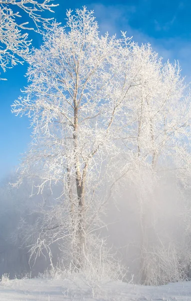 Winter Landscape Frost Frost Trees Mist Evaporation Water Blue Sky — Stock Photo, Image