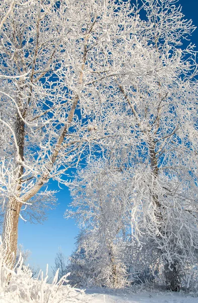 Χειμωνιάτικο Τοπίο Frost Παγετός Στα Δέντρα Ομίχλη Εξάτμιση Του Νερού — Φωτογραφία Αρχείου