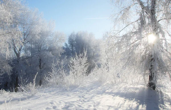 Winterlandschap. Winterseizoen. Sneeuw op de grond. Erg koud. — Stockfoto