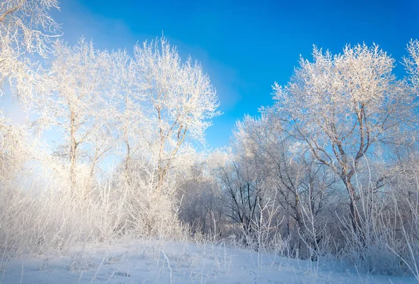 Χειμωνιάτικο Τοπίο Frost Παγετός Στα Δέντρα Ομίχλη Εξάτμιση Του Νερού — Φωτογραφία Αρχείου