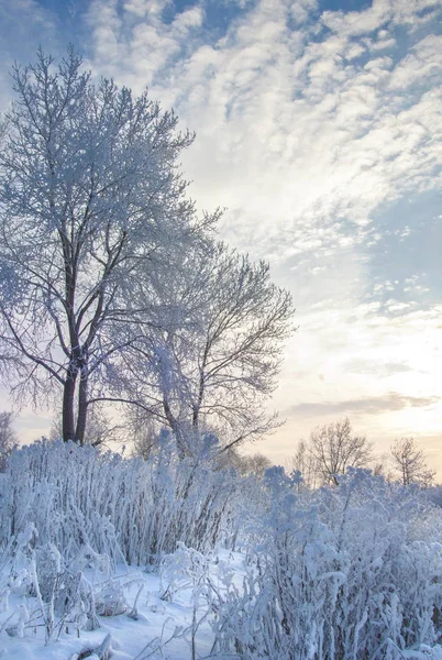 Winterlandschaft Frostbeulen Den Bäumen Wassernebel Verdunstet Blauer Himmel Sonniger Tag — Stockfoto