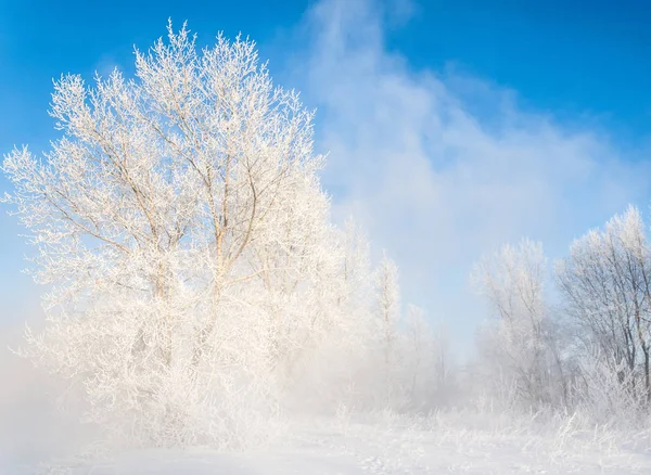 Vinterlandskap Vintersäsongen Snö Marken Mycket Kallt Frost Trädgrenar Vattnet Floden — Stockfoto