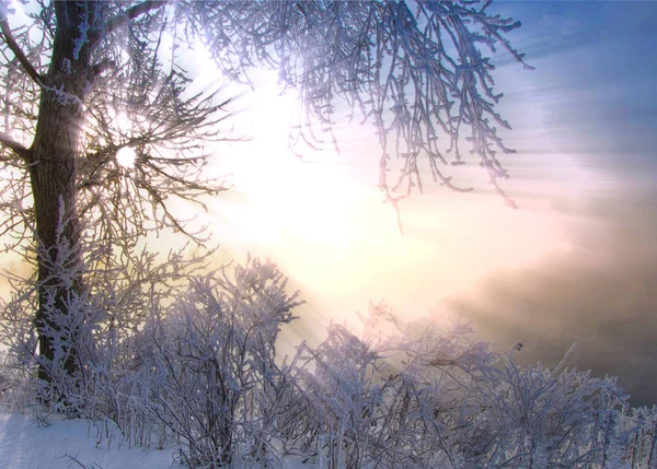 Winterlandschap Zon Schijnt Fotocamera Bomen Gras Vorst Water Rivier Zware — Stockfoto