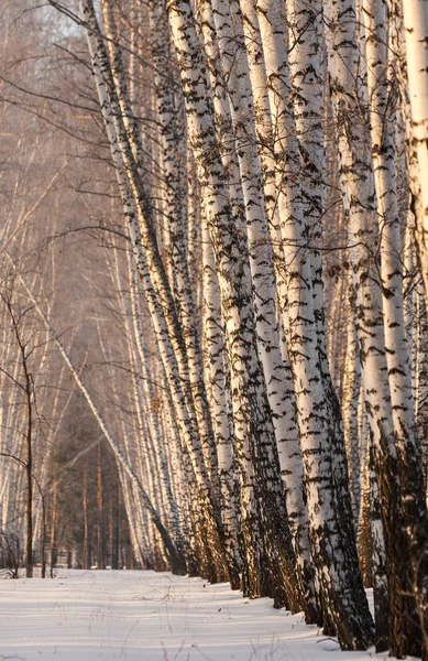 Winterlandschap Alley Van Berkenbomen Zuivere Witte Sneeuw Zijde Licht — Stockfoto