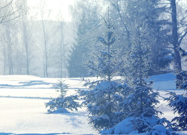 Winterlandschaft Frostbeulen Den Bäumen Wassernebel Verdunstet Blauer Himmel Sonniger Tag — Stockfoto