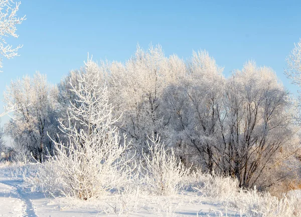 Vinterlandskap Frost Frost Träden Dimma Avdunstning Vatten Blå Himmel Solig — Stockfoto