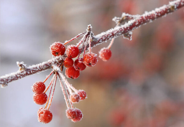 Winter landscape. Small decorative apples covered with frost. a deposit of small white ice crystals formed on the ground or other surfaces when the temperature falls below freezing.