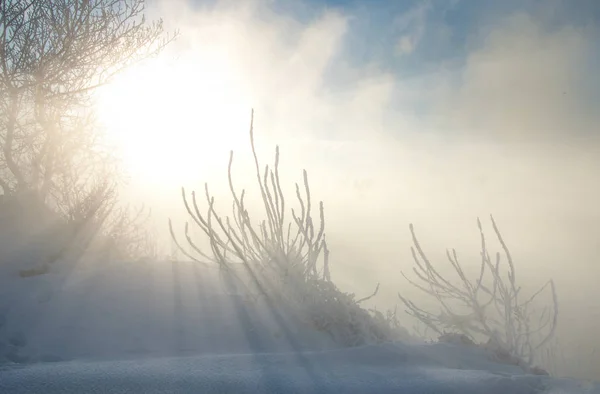 冬季景观 相机拍照 太阳照耀着 树木和草霜 水在河大雾 — 图库照片