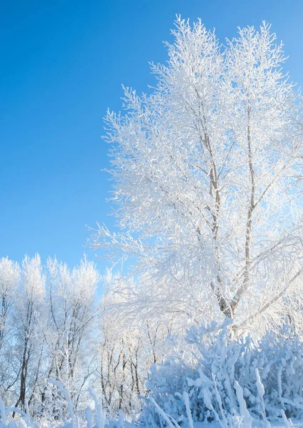Зимовий Пейзаж Мороз Деревах Помилка Випаровування Води Блакитне Небо Сонячний — стокове фото