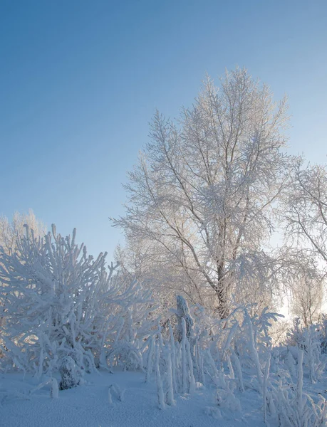 Vinterlandskap Frost Frost Träden Dimma Avdunstning Vatten Blå Himmel Solig — Stockfoto